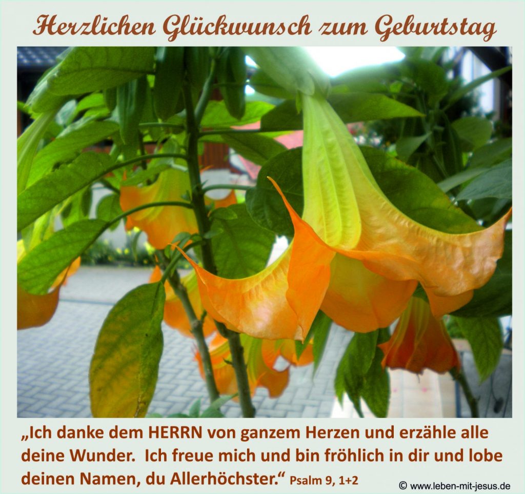 e-cards Trompetenblume