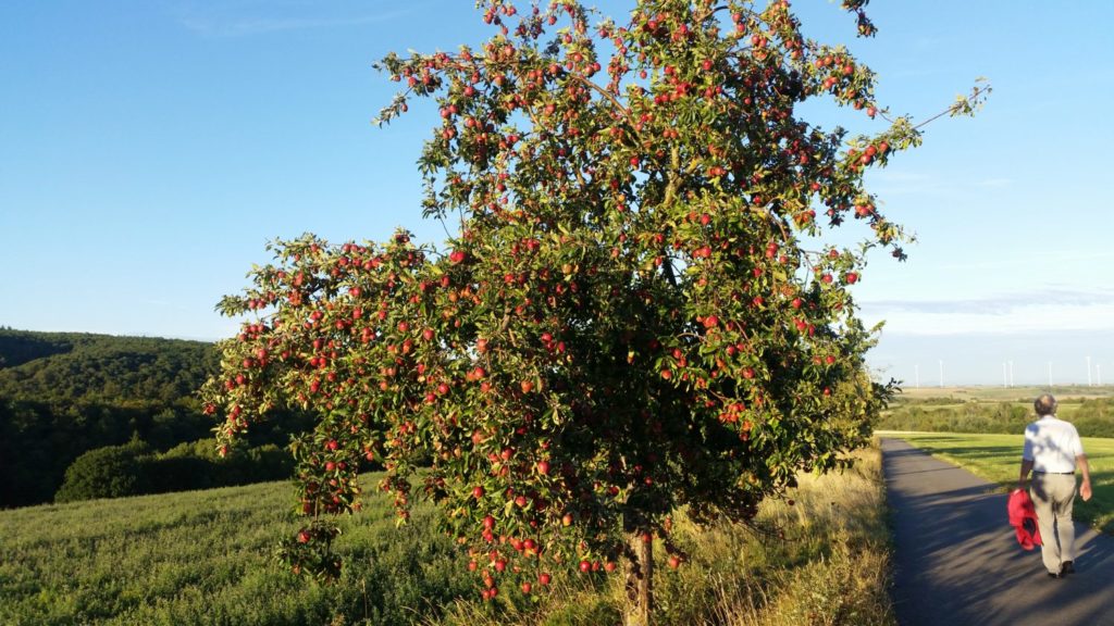 Impuls der Woche Apfelbaum Martin Luther Hoffnung Apfel