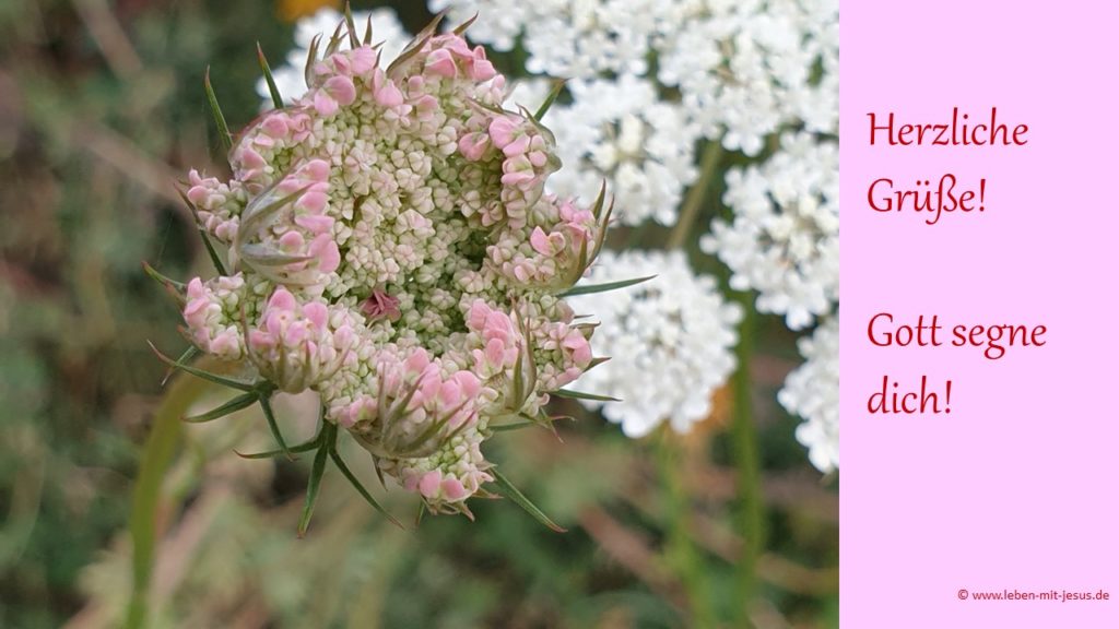 e-cards einfach mal so Segensvers Segenskarte christliche e-cards besonders schöne e-card mit Blumen Wilde Möhre Grußkarte