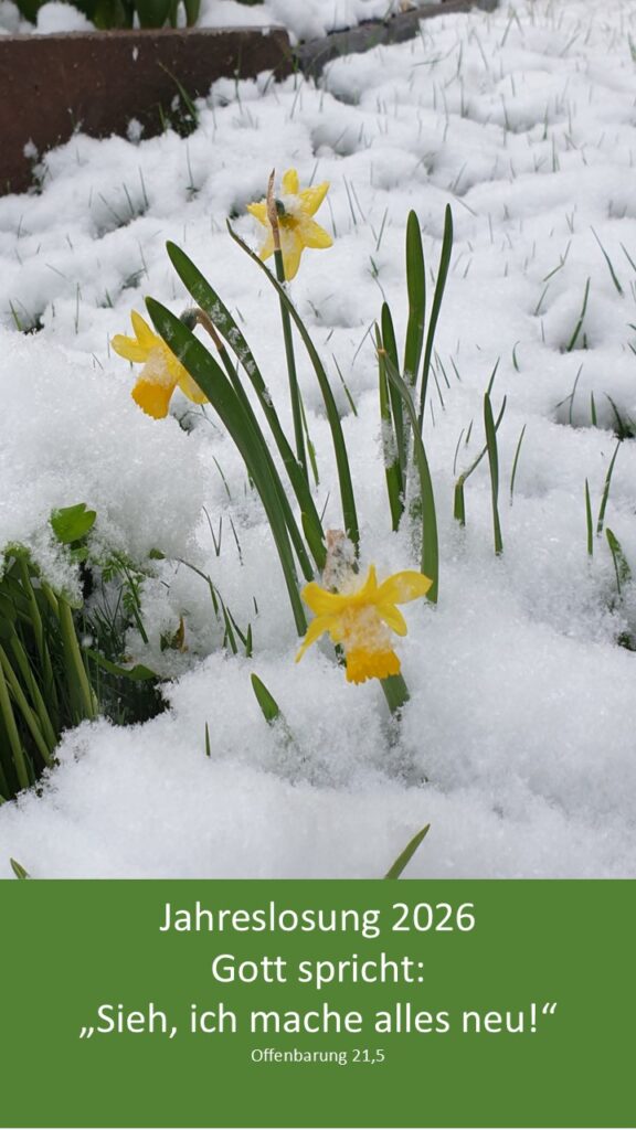 e-cards für verschiedene Anlässe zur Jahreslosung 2026 christliche e-cards e-cards mit Bibelversen Bibeltexten besonders schöne stimmungsvolle e-cards mit Narzissen im Schnee