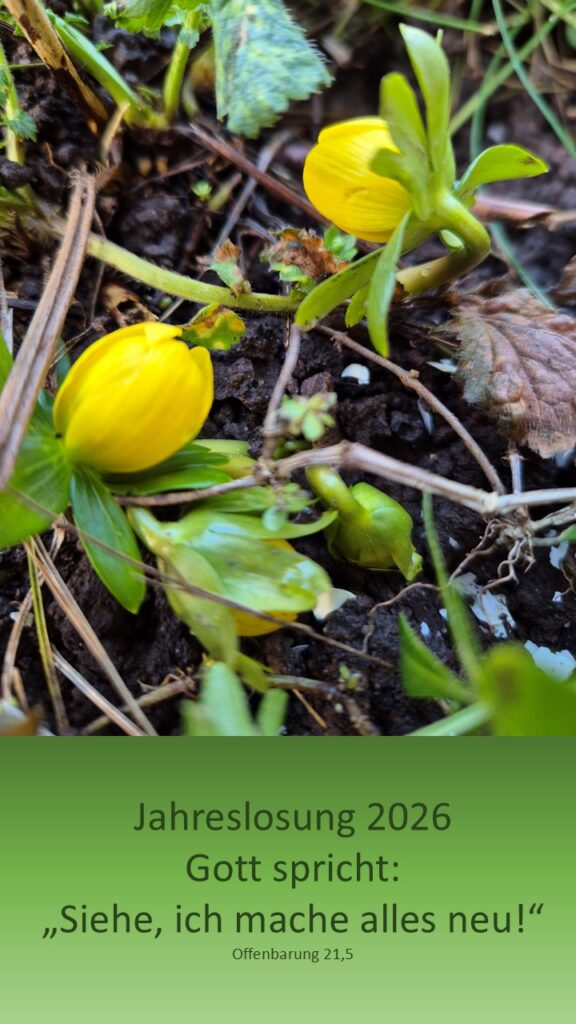 Home e-cards zu verschiedenen Anlässen Jahreslosung 2026 christliche e-cards mit Bibeltexten Bibelversen besonders schöne e-cards gelbe Winterlinge erste Frühlingsboten