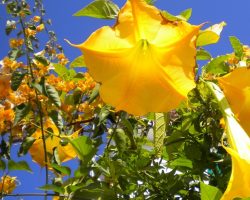 Trompetenblumen Besondere Tage und Anlässe, Predigt zu 1. Johannes 5, 1-5 Jubilate die Welt ist schön Trompetenblume in Spanien Südspanien Sommer